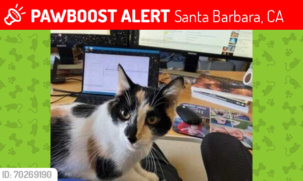 Lost Female Cat last seen Carriage Hill, Veija, Santa Barbara, CA 93110