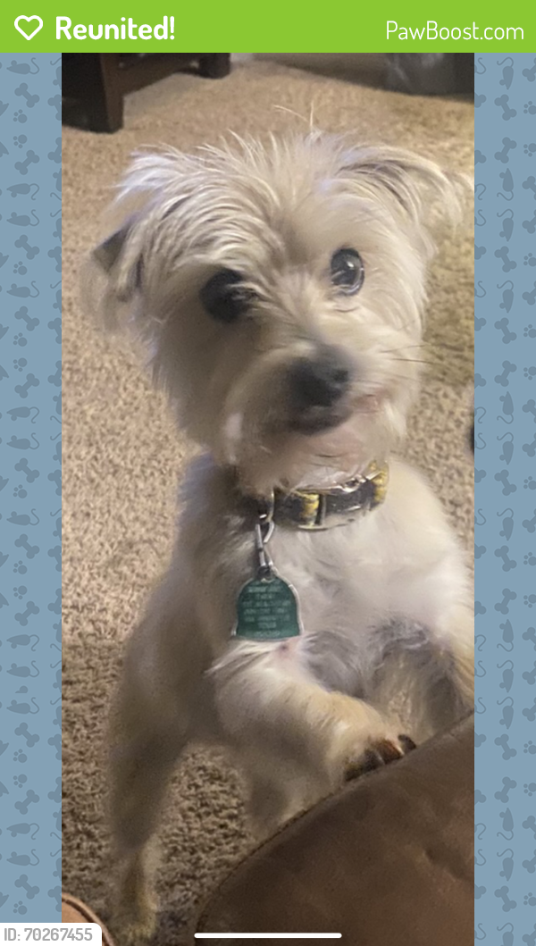 Reunited Male Dog last seen Windermere Dr & Canterbury Ln , Lewisville, TX 75067