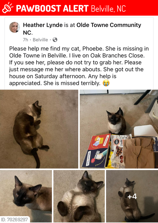 Lost Female Cat last seen Old town leland, Belville, NC 28451