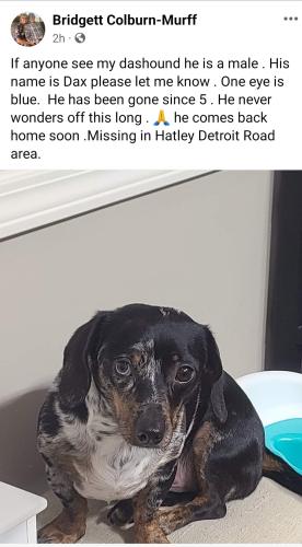 Lost Male Dog last seen Thornton Lane. In Hatley ,Amory Ms,38821, Amory, MS 38821