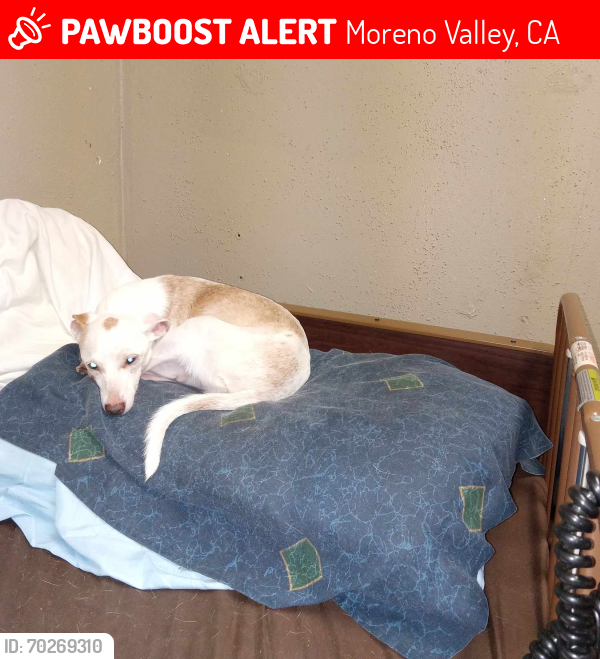 Deceased Female Dog last seen Mazanita And Indiana Ave, Moreno Valley, CA 92557