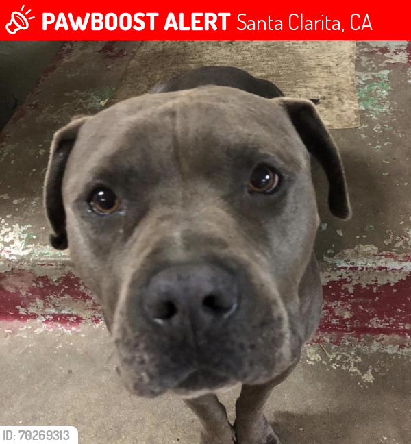Lost Male Dog last seen hse behind Shangri-La in Canyon Country, Santa Clarita, CA 91351