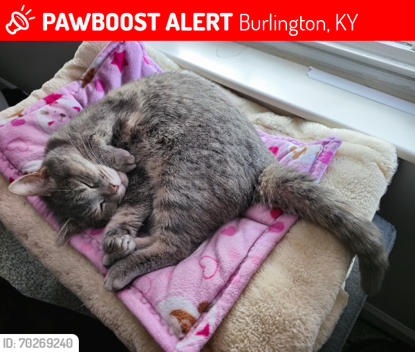 Lost Female Cat last seen Woods between Tanglewood Ct and Four Points Family Dental, Burlington, KY 41005
