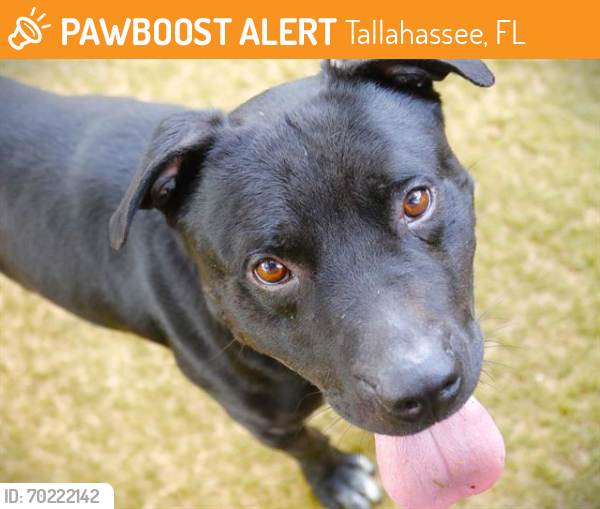 Shelter Stray Male Dog last seen Near BLOCK DELRAY LN, TALLAHASSEE FL 32312, Tallahassee, FL 32311
