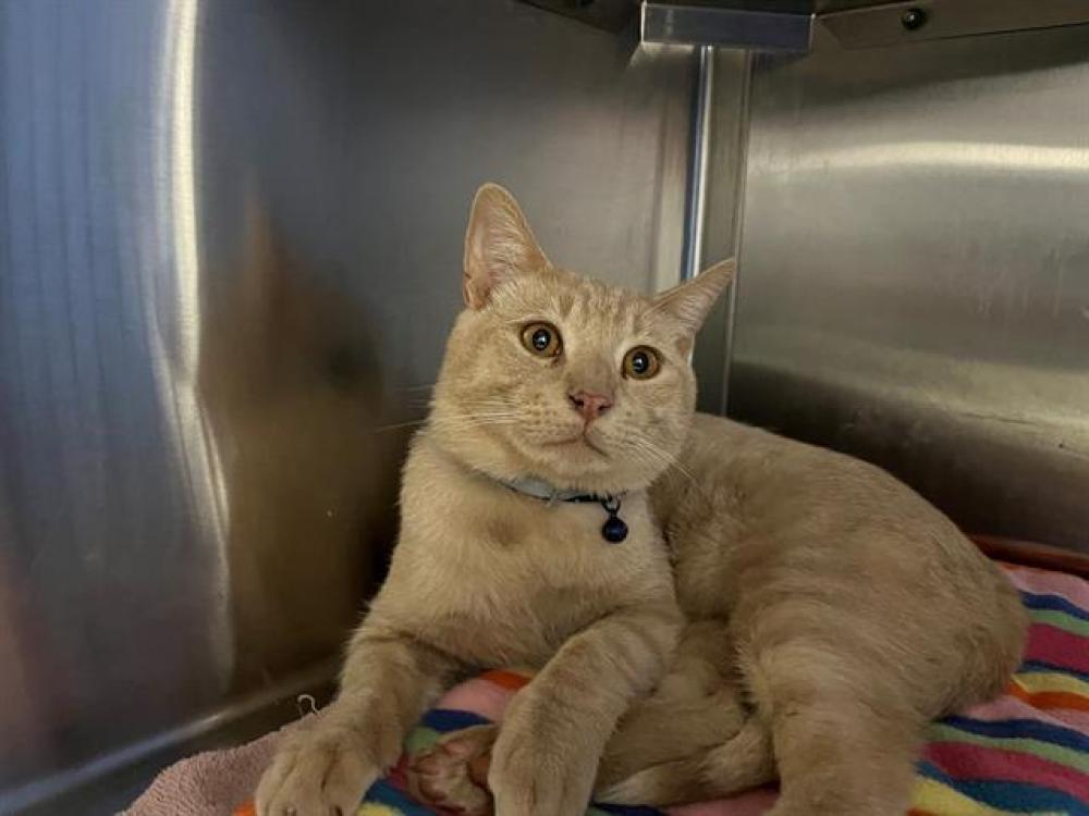 Shelter Stray Male Cat last seen FOUND IN BACK YARD, Chula Vista, CA 91911