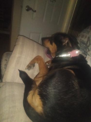 Lost Female Dog last seen Powell Farm Rd and Burbage rd, Sussex County, DE 19970