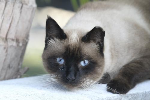 Lost Female Cat last seen Yacht Club Drive, North Palm Beach, FL 33408