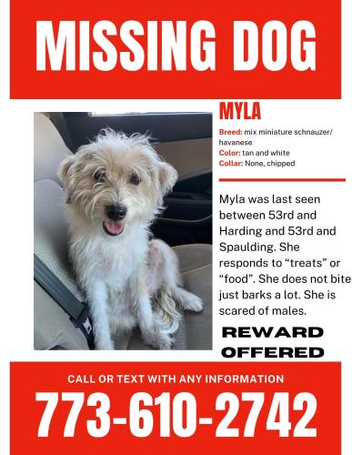 Lost Female Dog last seen 53rd and Harding by the McDonald’s , Chicago, IL 60632