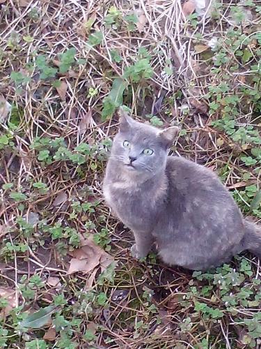 Lost Female Cat last seen Near Store, Gaffney, SC 29340
