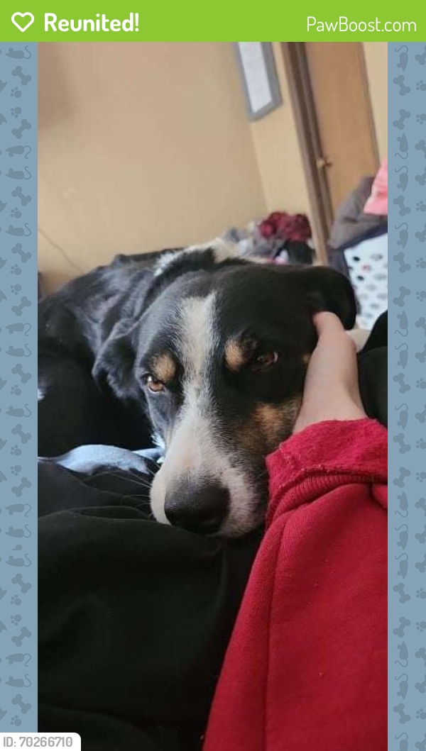 Reunited Male Dog last seen S Broadway ST and SE 27th, Moore, OK 73160
