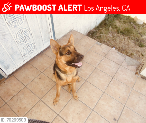 Lost Male Dog last seen across the street, Los Angeles, CA 90001