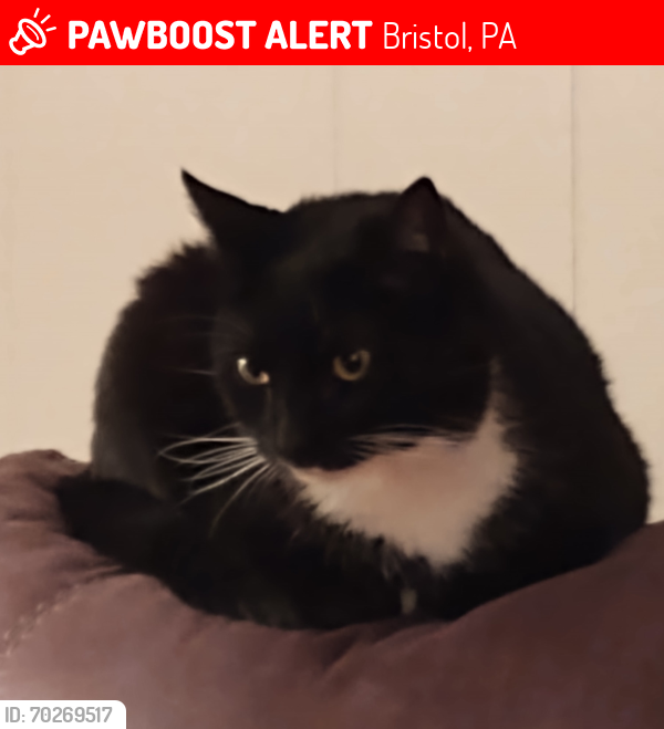 Lost Male Cat last seen Palmer avenue, Bristol, PA 19007