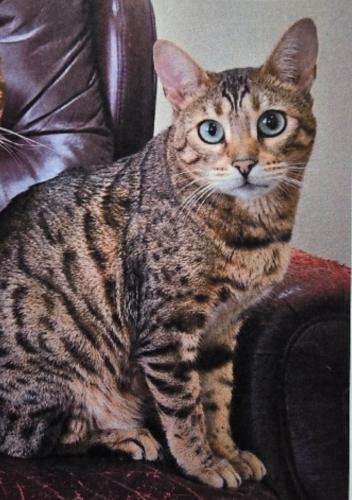 Lost Female Cat last seen birchwood dr, Waterford Township, MI 48329