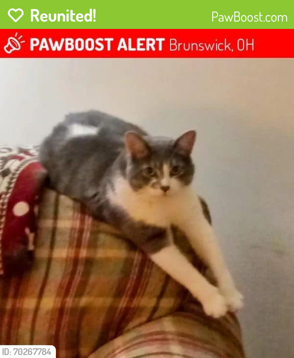 Reunited Male Cat last seen Near Laurel Rd, Brunswick, OH 44212, Brunswick, OH 44212