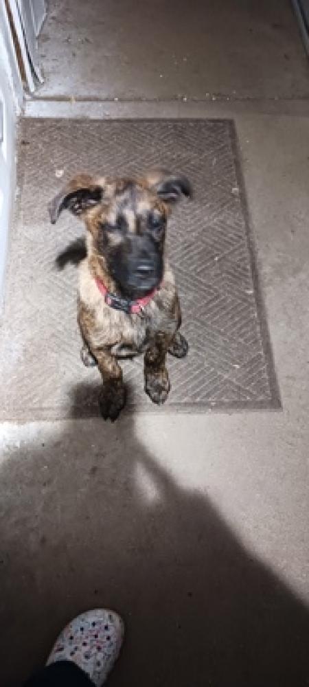 Shelter Stray Male Dog last seen Harrison, OH , Cincinnati, OH 45223