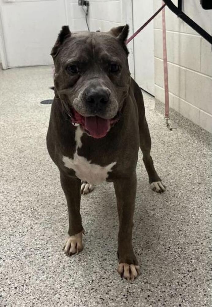 Shelter Stray Male Dog last seen NE Karapat Dr & N Charlotte St., 64155, MO, Kansas City, MO 64132