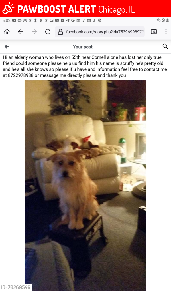 Lost Male Dog last seen Hyde Park area 55th Cornell, Chicago, IL 60615
