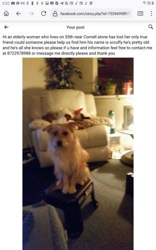 Lost Male Dog last seen Cornell 55th , Chicago, IL 60615
