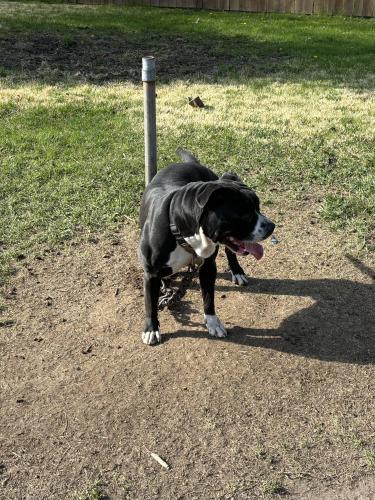 Lost Male Dog last seen 12 mile, Farmington Hills, MI 48334