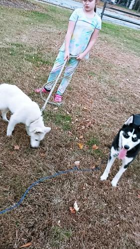 Lost Female Dog last seen Barker Ave English rd. Adams st, High Point, NC 27262