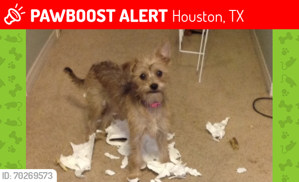 Lost Male Dog last seen S. Kirkwood, Houston, TX 77072