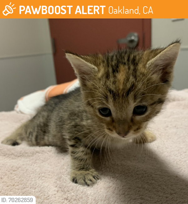 Shelter Stray Female Cat last seen Dorothy Avenue, SAN LEANDRO, CA, 94578, Oakland, CA 94621