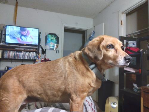 Lost Female Dog last seen Near n6thst  Waco TX  76707, Waco, TX 76707