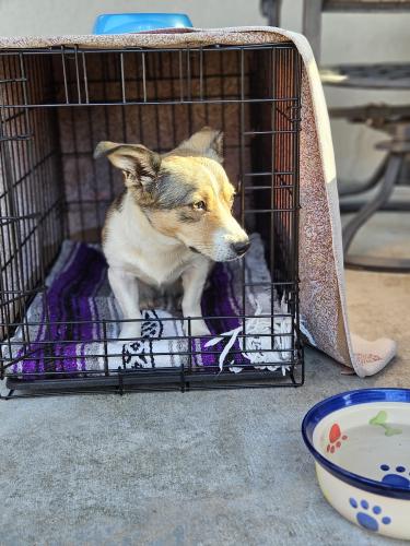Lost Female Dog last seen 64th Pl & Beach, La Tijera Village, Inglewood, CA 90302