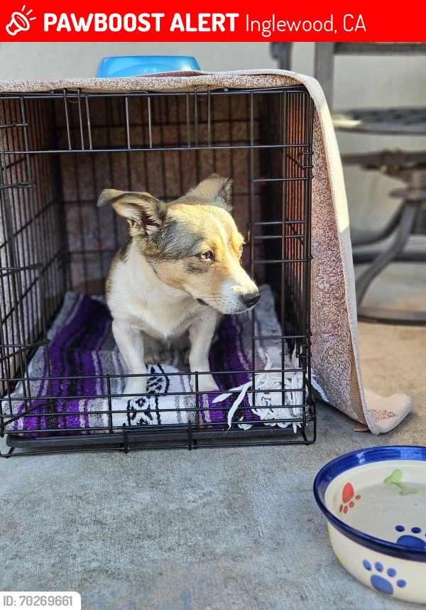 Lost Female Dog last seen 64th Pl & Beach, La Tijera Charter School, Inglewood, CA 90302
