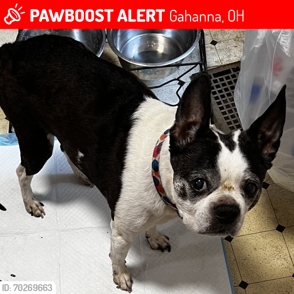 Lost Female Dog last seen Gatwick Court and Highmeadow Drive, Gahanna, OH, Gahanna, OH 43230