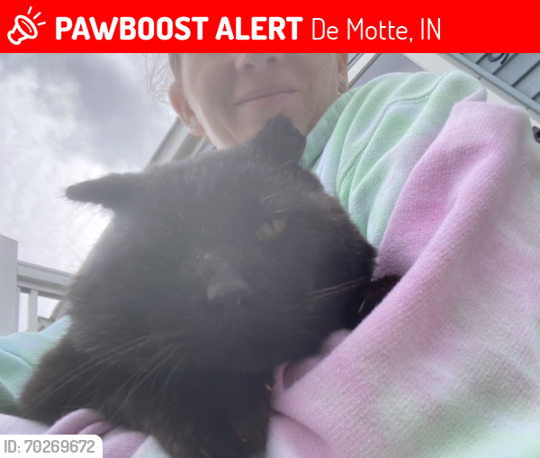 Lost Male Cat last seen Near NW Front street, De Motte, IN 46310