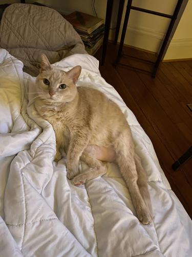 Lost Female Cat last seen Woodland Park, Lexington, KY 40502