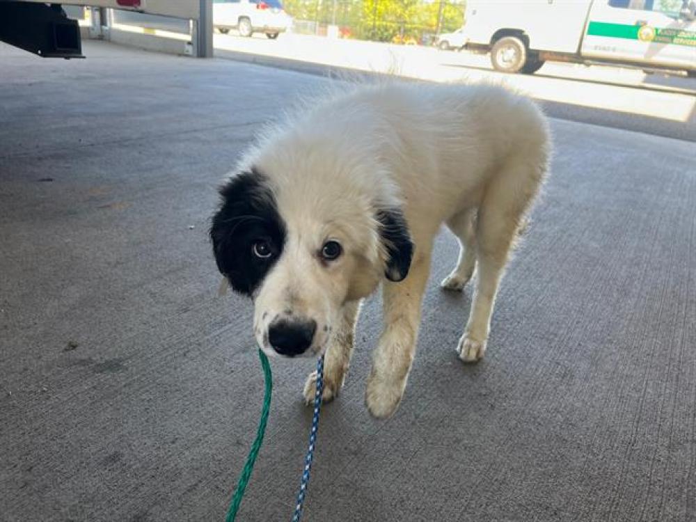 Shelter Stray Female Dog last seen JOINER / NICOLAUS, Auburn, CA 95603