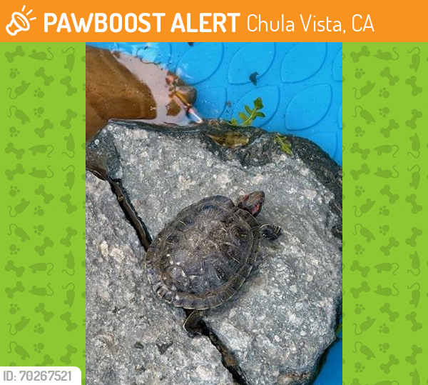 Shelter Stray Female Reptile last seen ESTLAKE POND, Chula Vista, CA 91911