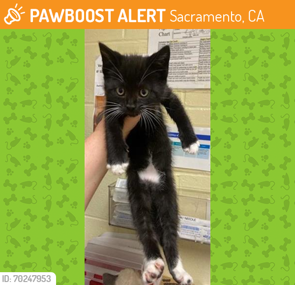 Shelter Stray Male Cat last seen CROSSWIND DR & TIDEWIND DR, Sacramento, CA 95818