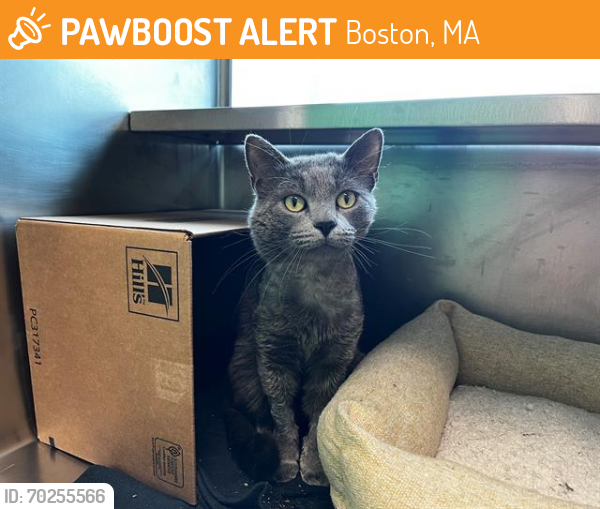 Shelter Stray Male Cat last seen SAUGUS, Boston, MA 02130