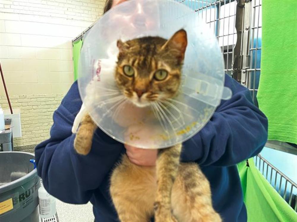 Shelter Stray Female Cat last seen DORCHESTER, Boston, MA 02130