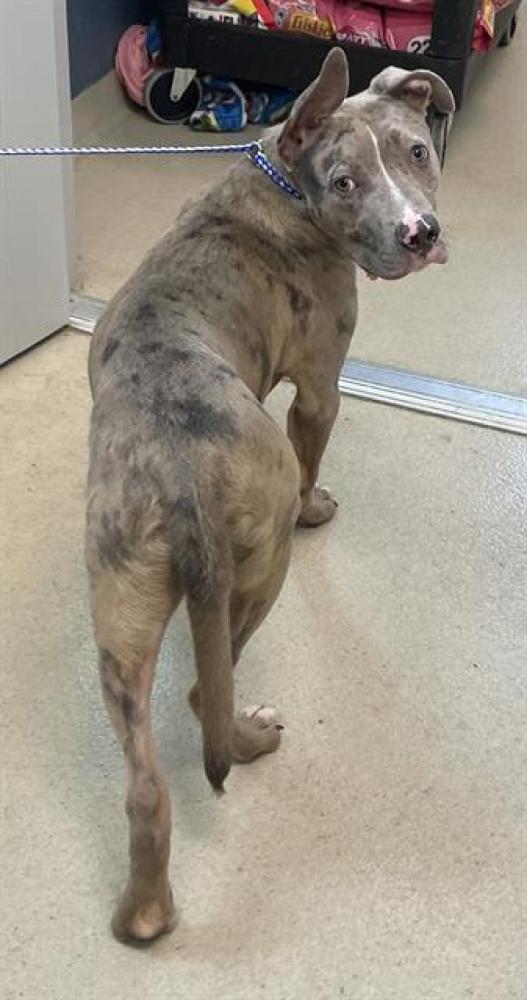 Shelter Stray Male Dog last seen BURLINGTON, Green Level, NC 27217