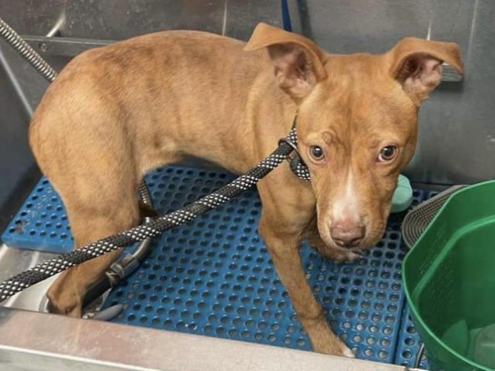 Shelter Stray Female Dog last seen HAMLET ST/SUNSET ST DETROIT, MI 48234, Detroit, MI 48211