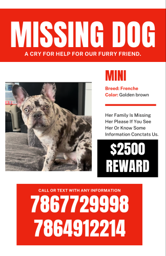 Lost Female Dog last seen Calle ocho, Miami, FL 33184