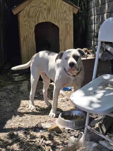 Lost Female Dog last seen Sylvan and Oakdale  modesto ca, Modesto, CA 95355