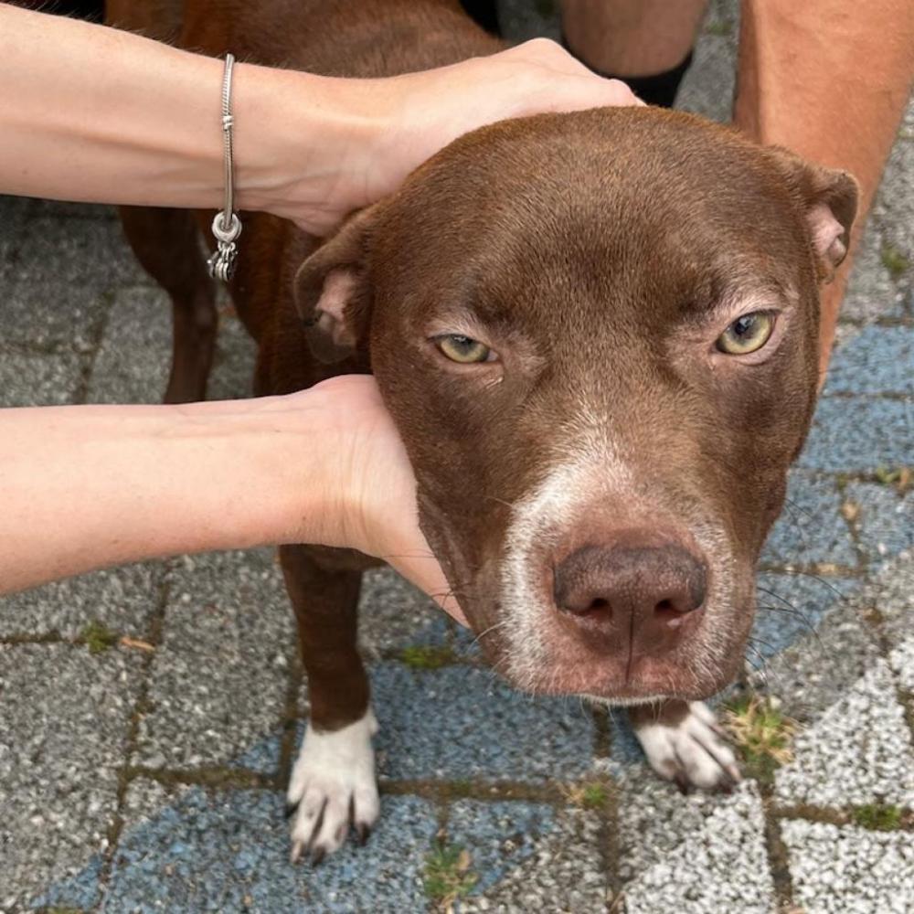 Shelter Stray Female Dog last seen , Jacksonville, FL 32216