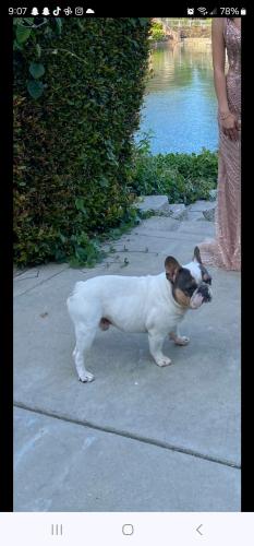 Lost Male Dog last seen Near e tenth st , Stockton, CA 95206