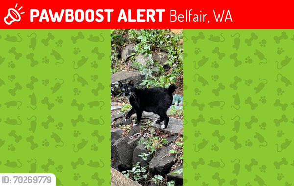 Lost Female Cat last seen Gladwin Rd, Belfair, WA, Belfair, WA 98528