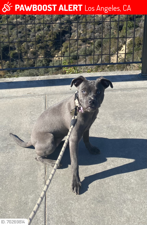 Lost Female Dog last seen Chickasaw Ave and Shearin Ave , Los Angeles, CA 90041