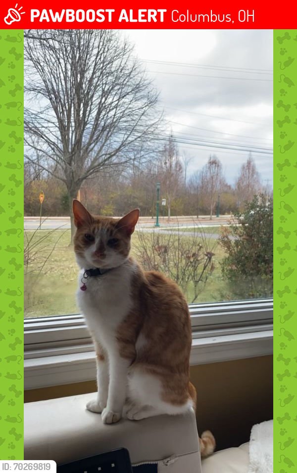 Lost Male Cat last seen Harrington and North Star road, Columbus, OH 43221