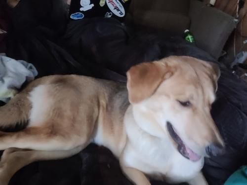 Lost Female Dog last seen Middleton and Cherry lane, Nampa, ID 83651