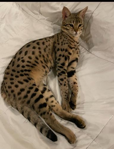 Lost Male Cat last seen English station road and Dominick Michael drive, Louisville, KY 40299