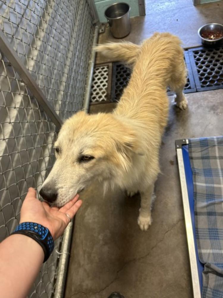 Shelter Stray Female Dog last seen Alvarado, TX 76009, Alvarado, TX 76009