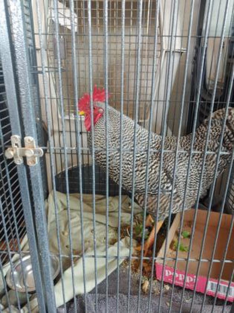 Shelter Stray Male Agricultural bird last seen Near 39th Ave, Town / Village of Lake Hallie, WI, Eau Claire, WI 54701